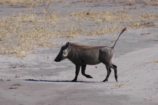 Gotta love that tail! 